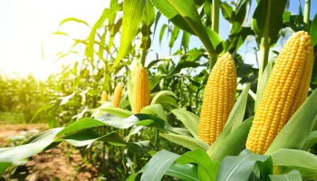 Corn,Cobs,In,Corn,Plantation,Field.